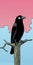 Embarrassed Crow: Vector Illustration By Allie Brosh