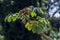 Embauba tree on Atlantic Rainforest