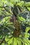 Embauba tree on Atlantic Rainforest