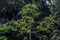Embauba tree on Atlantic Rainforest