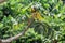 Embauba tree on Atlantic Rainforest