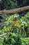 Embauba tree on Atlantic Rainforest