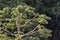 Embauba tree on Atlantic Rainforest