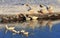 Embden geese, Wintertime