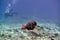 Ember or redlip parrotfish