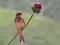 Emberiza calandra , Corn bunting bird sitting on a thistle flower in dark green background