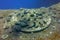 The emblem of the ship overgrown with sea corals, located on the chimney of the sunken Salem Express wreck. Shipwreck wreck