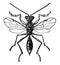 Embolimus Wasp, vintage illustration