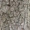 The embossed bark of a large tree is near. Textural abstract background.