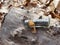 Embossed glass salt shaker filled with dirt atop a fallen log with a golden  torn birch leaf