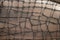embossed python skin of gray burgundy color as a background, leather background, snake skin as a background, macro photo