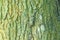 Embossed texture of the bark of oak with green moss. Panoramic photo of the oak texture