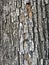 Embossed texture of tree bark. Background of a tree trunk from the bark