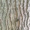 Embossed texture wallpaper. The bark of a young tree.