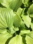 Embossed textured green leaves. Natural texture.