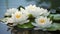 Embrace beautiful lotus flowers with tenderness.AI Generated