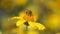 Embrace Life - bee and flower-
