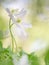 The embrace - Wood anemone wild flower