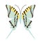 Embroidery butterfly design for clothing. insect vector