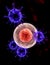 Embryo cleavage attacked by viruses, bacteria