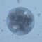 Embryo defocused Close-up