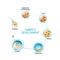 Embryo development. from fertilization to zygote, morula and Blastocyst