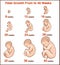 Embryo development. Human fetus growth stages of pregnancy vecto