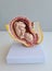 Embryo model fetus for classroom education closeup