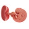Embryo - week 6