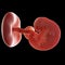 Embryo week 6