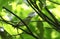 Emeiboszanger, Emei Leaf Warbler, Phylloscopus emeiensis