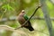 Emeral Dove (Ptilinopus jumbu)