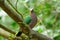 Emeral Dove (Ptilinopus jumbu)