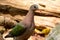 Emeral Dove (Ptilinopus jumbu)