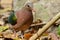 Emeral Dove (Ptilinopus jumbu)