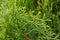 Emerald Arborvitae Evergreen Shrub in Garden