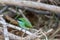 Emerald bird sitting on a branch on the ground
