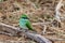 Emerald bird sitting on a branch on the ground