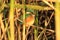 Emerald bird sitting in the bush