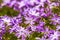 Emerald Blue Creeping Phlox, close up in garden, summer time.