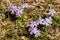 Emerald Blue Creeping Phlox - Phlox subulata