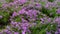 Emerald Blue, Purple Creeping Phlox subulata in rockery garden