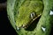 Emerald boa green constrictor snake wild animal