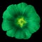 Emerald chartreuse flower lavatera isolated on black background. Flower bud close up.