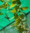 Emerald-chinned Hummingbird Roatan