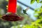 Emerald-chinned Hummingbird Roatan flying
