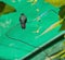 Emerald-chinned Hummingbird Roatan on a wire