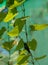 Emerald-chinned Hummingbird Roatan on a wire