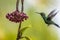 Emerald-chinned Hummingbirds ,Abeillia abeille