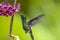 Emerald-chinned Hummingbirds ,Abeillia abeille
